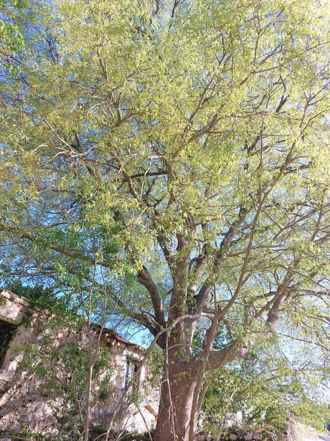 Guest House Tsanes Pinakokhorion エクステリア 写真